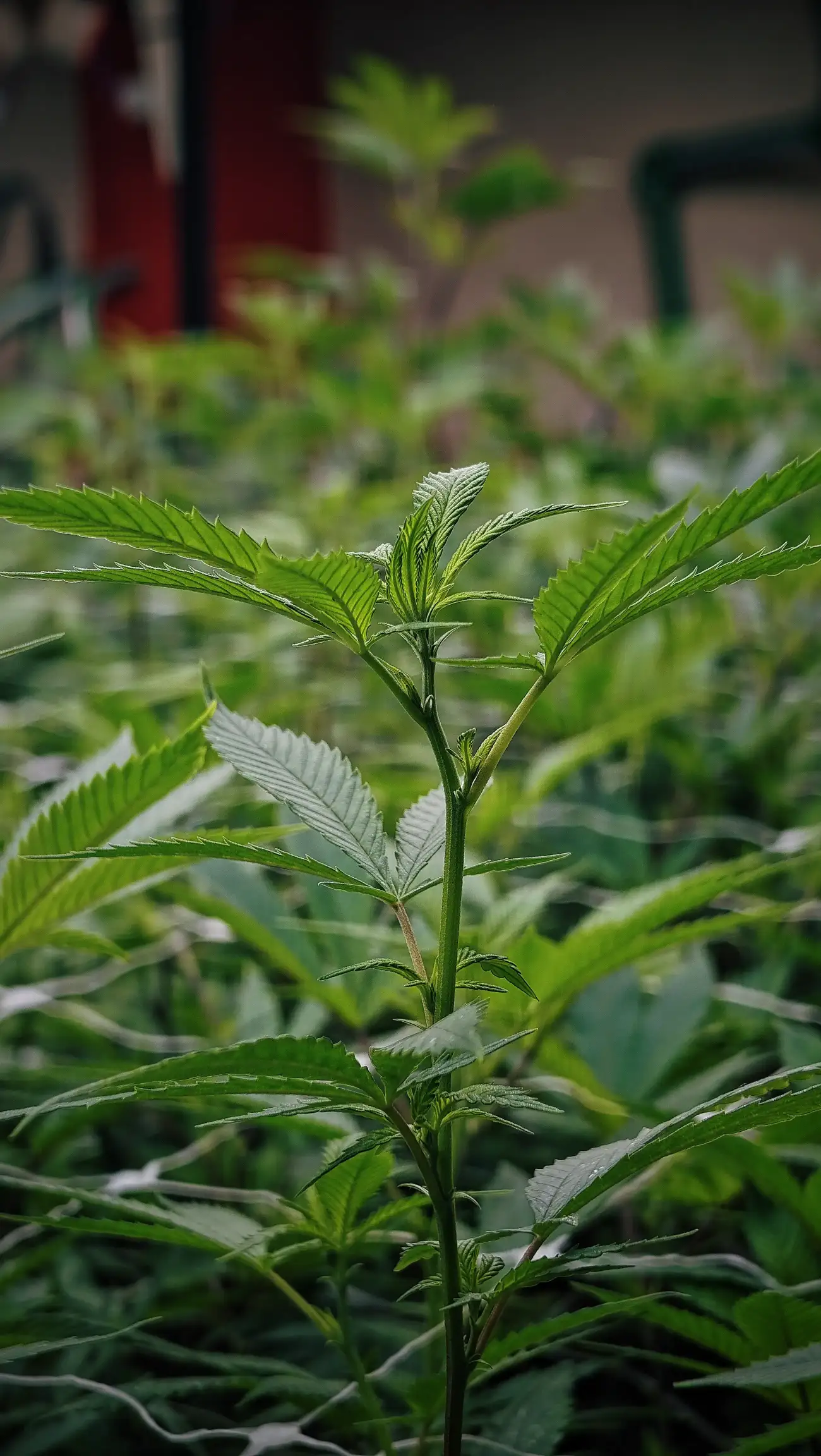 Imagen de la galeria Cannorte 1