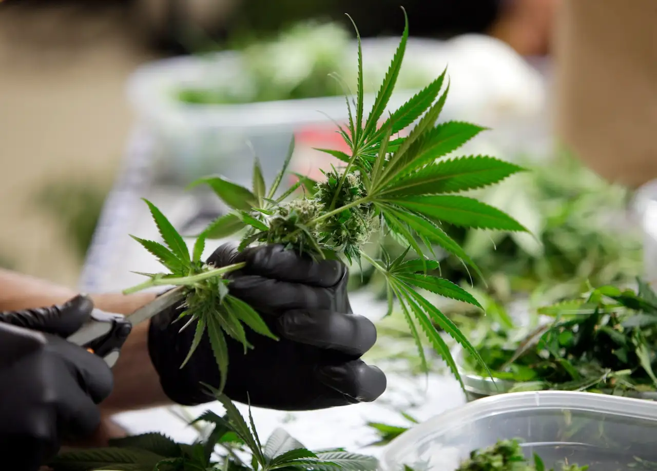 Imagen de la galeria Cannorte 3