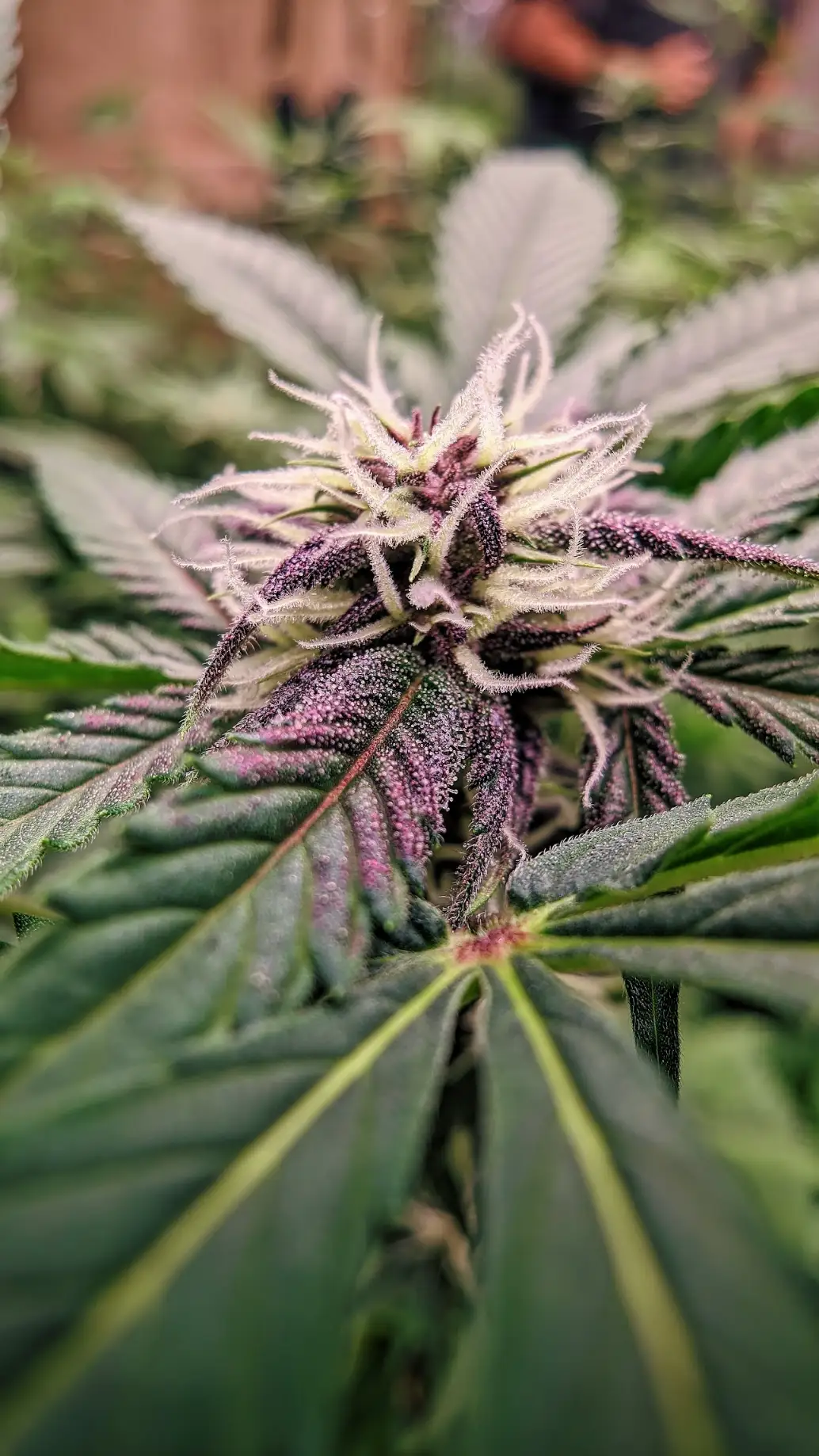 Imagen de la galeria Cannorte 4