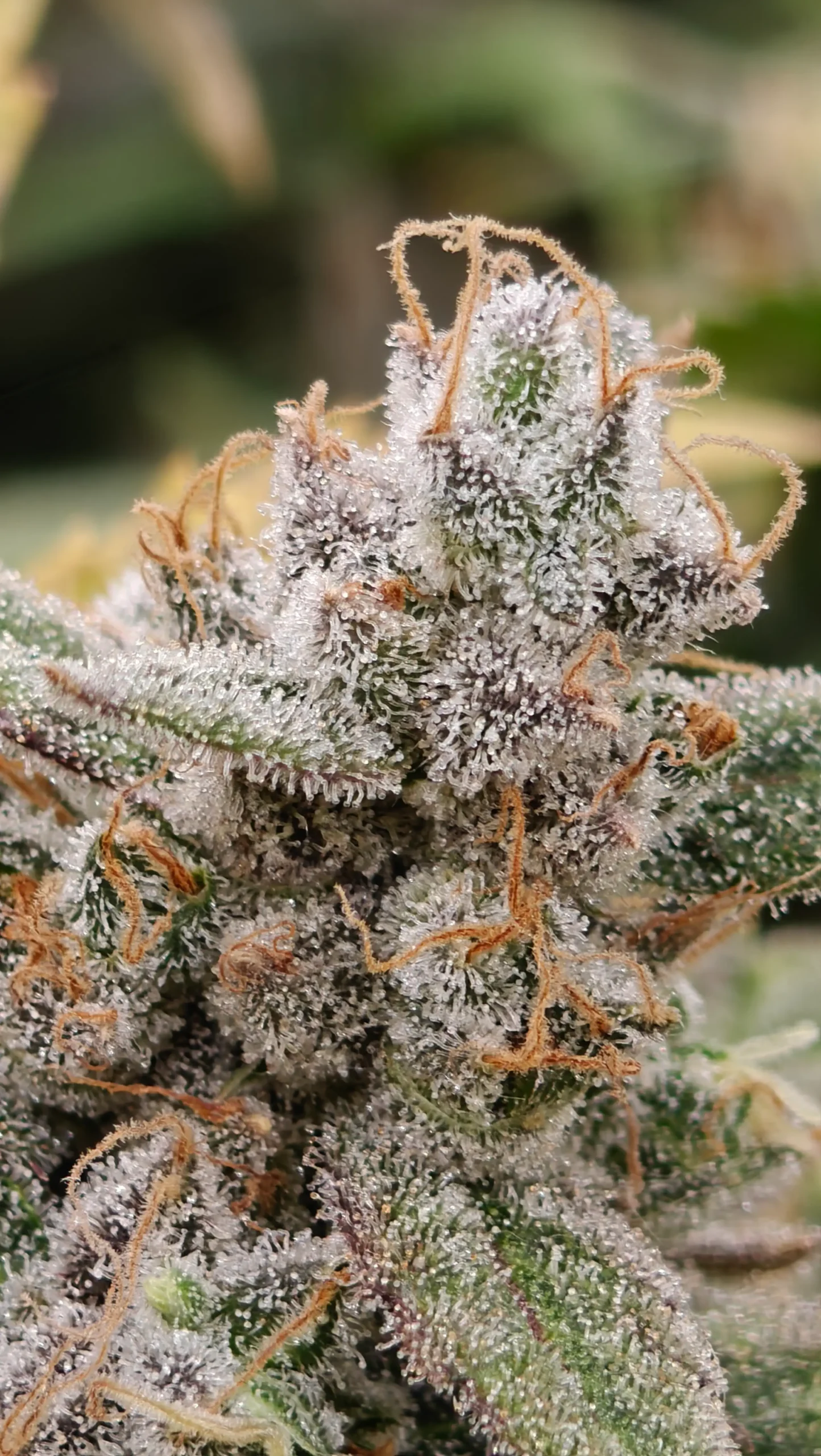 Imagen de la galeria Cannorte 5